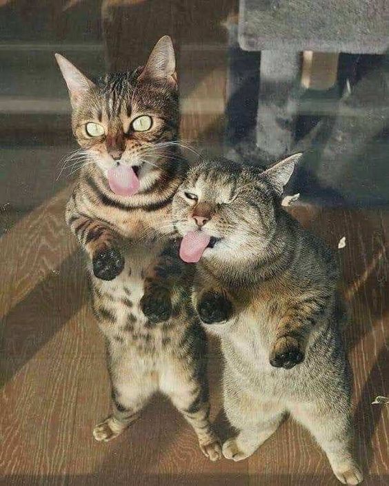 tabby cat