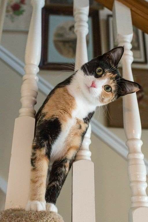 calico