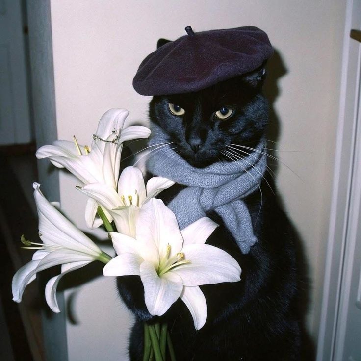 black cat