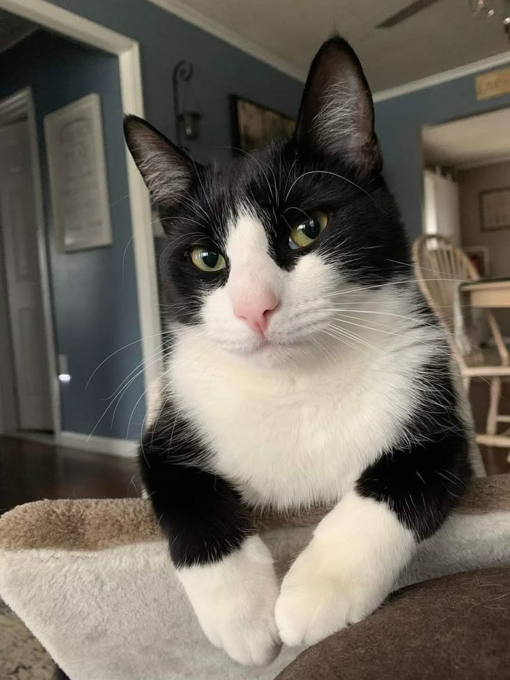 Tuxedo cat
